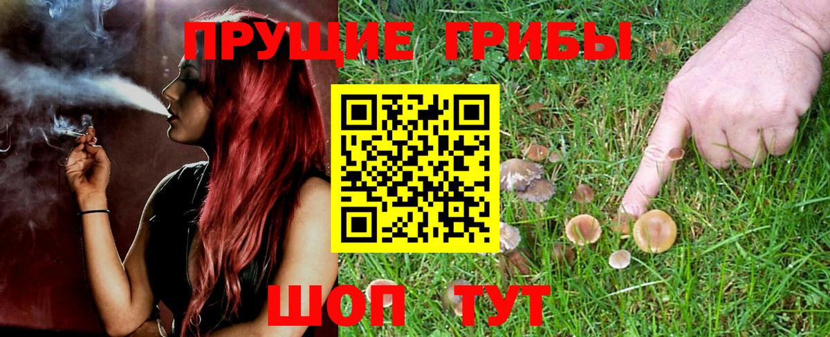 закладки  Вход с VPN  Осинники  Псилоцибиновые грибы мухоморы 