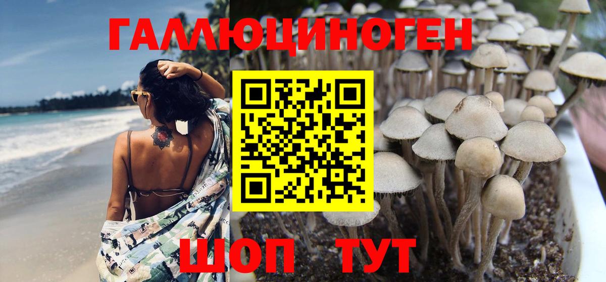 Галлюциногенные грибы Psilocybe Осинники